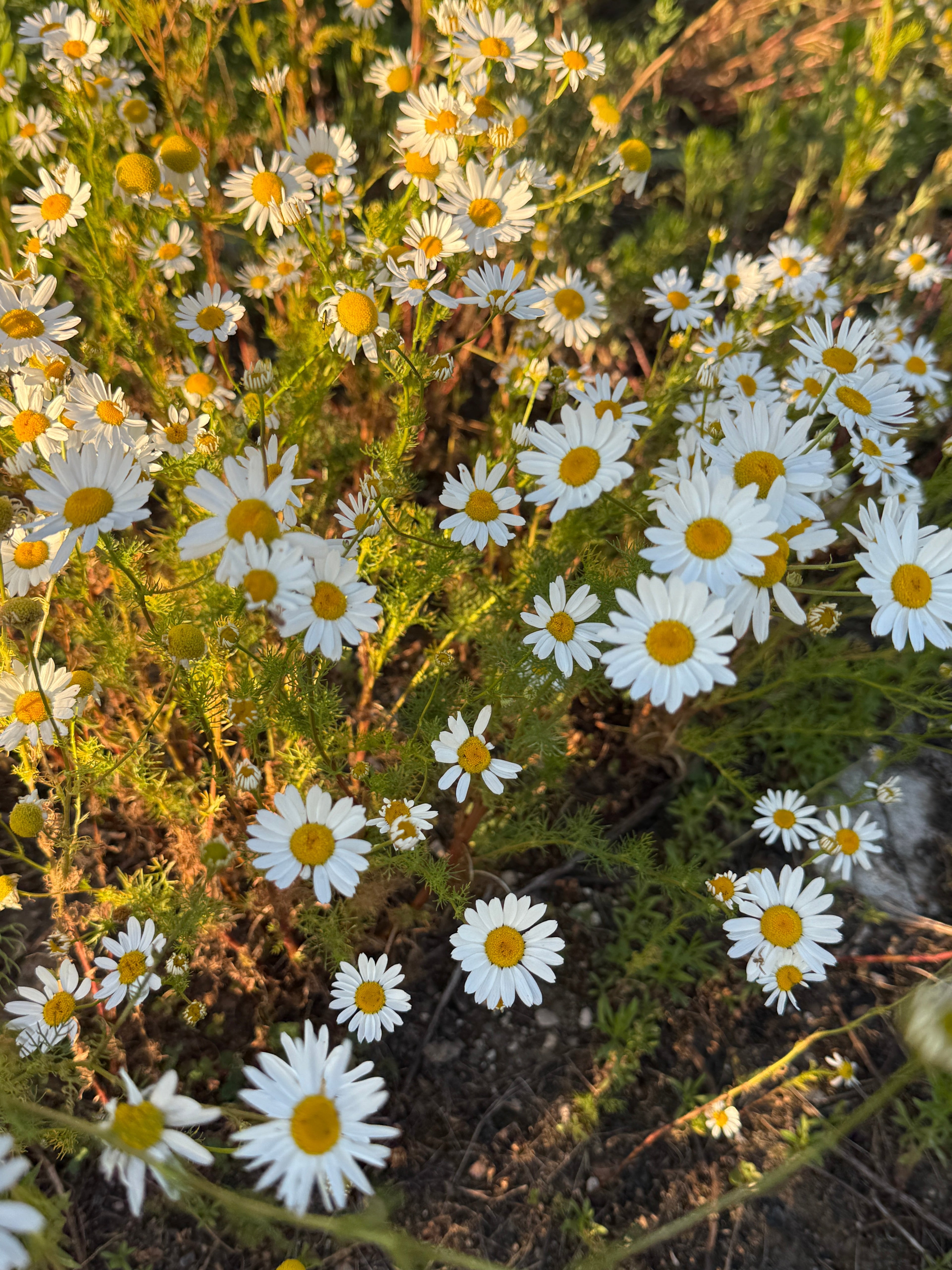 The fatty acids revolution: why tallow is your skins best match.